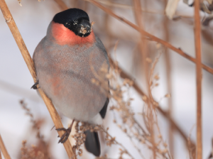 Eurasian Bullfinch, 红腹灰雀, Pyrrhula pyrrhula-gallery-9