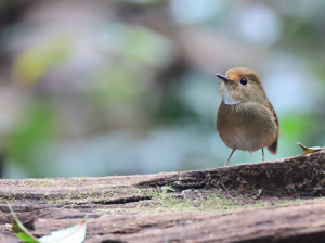 Rufous-browed Flycatcher, 棕眉姬鹟, Anthipes solitaris-gallery-46