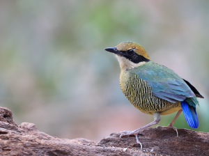 Bar-bellied Pitta, 斑腹八色鸫, Hydrornis elliotii-gallery-6