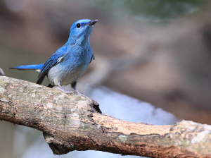Pale Blue Flycatcher, 纯蓝仙鹟, Cyornis unicolor-gallery-17