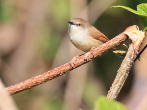 Grey-breasted Prinia, 灰胸山鹪莺, Prinia hodgsonii-gallery-24