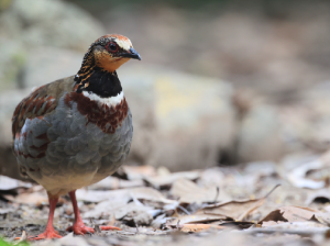 White-necklaced Partridge, 白眉山鹧鸪, Arborophila gingica-gallery-10