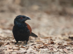 Greater Coucal, 褐翅鸦鹃, Centropus sinensis-gallery-34