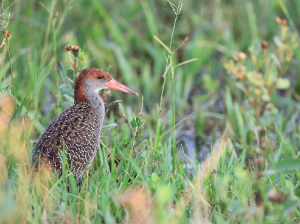 Slaty-breasted Rail, 蓝胸秧鸡, Gallirallus striatus-gallery-41