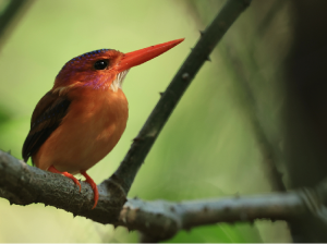 Sulawesi Dwarf Kingfisher, 小三趾翠鸟, Ceyx fallax-gallery-10