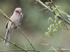 Brown Parrotbill, 褐鸦雀, Cholornis unicolor-gallery-14