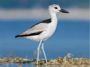 Crab Plover, 蟹鸻, Dromas ardeola-gallery-20