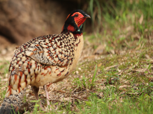 Cabot’s Tragopan, 黄腹角雉, Tragopan caboti-gallery-21
