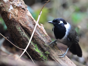 Black-hooded Laughingthrush, 黑冠噪鹛, Garrulax milleti-gallery-48