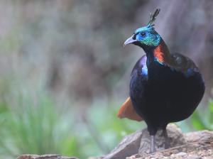 Himalayan Monal, 棕尾虹雉, Lophophorus impejanus-gallery-3