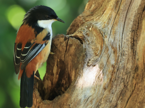 Rufous-backed Sibia, 栗背奇鹛, Leioptila annectens-gallery-13