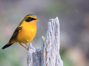 Golden Bush Robin, 金色林鸲, Tarsiger chrysaeus-gallery-15