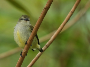 Andaman Flowerpecker, 安达曼啄花鸟, Dicaeum virescens-gallery-7