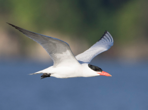 Caspian Tern, 红嘴巨鸥, Hydroprogne caspia-gallery-29