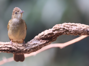 Grey-eyed Bulbul, 灰眼短脚鹎, Iole propinqua-gallery-16
