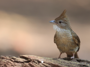 Ochraceous Bulbul, 白喉褐冠鹎, Alophoixus ochraceus-gallery-19