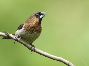 White-rumped Munia, 白腰文鸟, Lonchura striata-gallery-24