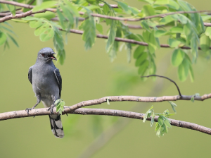 Indochinese Cuckooshrike, 灰鹃鵙, Lalage polioptera-gallery-29