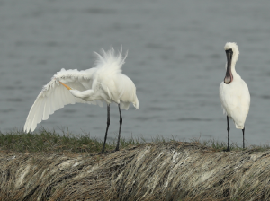 Black-faced Spoonbill, 黑脸琵鹭, Platalea minor-gallery-44
