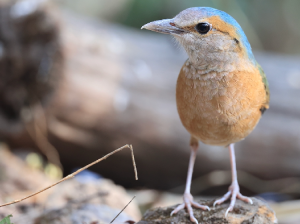Blue-rumped Pitta, 蓝背八色鸫, Hydrornis soror-gallery-15
