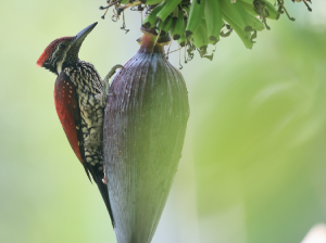 Red-backed Flameback, 红背三趾啄木鸟, Dinopium psarodes-gallery-23