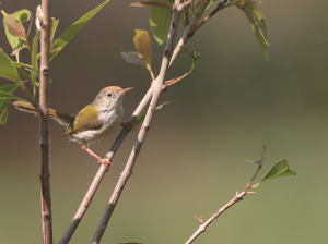 Common Tailorbird, 长尾缝叶莺, Orthotomus sutorius-gallery-13