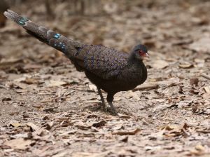 Germain’s Peacock Pheasant, 眼斑孔雀雉, Polyplectron germaini-gallery-25