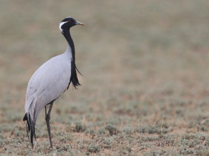 Demoiselle Crane, 蓑羽鹤, Grus virgo-gallery-1