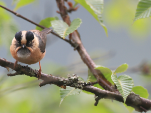 Rufous-fronted Bushtit, 棕额长尾山雀, Aegithalos iouschistos-gallery-35