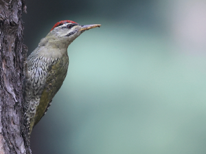 Scaly-bellied Woodpecker, 鳞腹绿啄木鸟, Picus squamatus-gallery-16