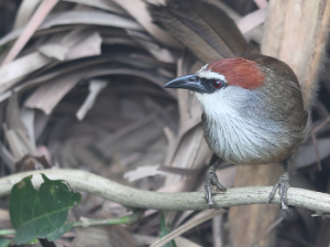 Chestnut-capped Babbler, 栗顶鹛, Timalia pileata-gallery-15