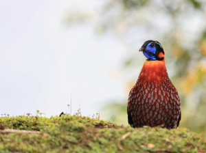 Temminck’s Tragopan, 红腹角稚, Tragopan temminckii-gallery-8