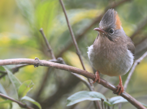 Rufous-vented Yuhina, 棕臀凤鹛, Yuhina occipitalis-gallery-22