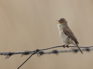 Booted Warbler, 靴篱莺, Iduna caligata-gallery-62