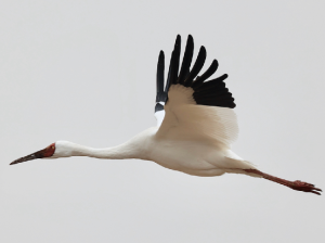 Siberian Cranes, 白鹤, Leucogeranus leucogeranus-gallery-13