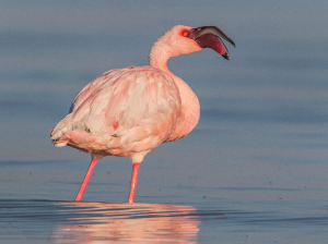Lesser Flamingo, 小红鹳, Phoeniconaias minor-gallery-23