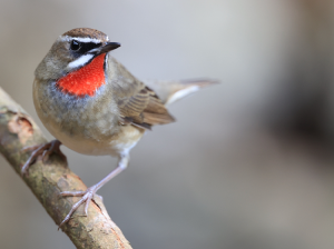 Siberian Rubythroat, 红喉歌鸲, Calliope calliope-gallery-7