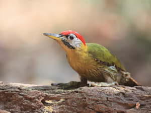 Laced Woodpecker, 花腹绿啄木鸟, Picus vittatus-gallery-26