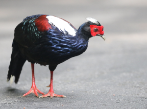 Swinhoe’s Pheasant, 蓝鹇, Lophura swinhoii-gallery-3