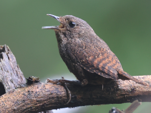 Spotted Elachura, 丽星鹩鹛, Elachura formosa-gallery-11