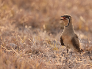 Oriental Pratincole, 普通燕鸻, Glareola maldivarum-gallery-54