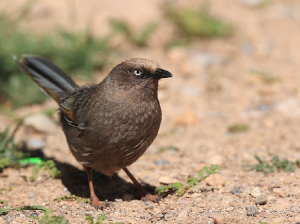 Elliot’s Laughingthrush, 橙翅噪鹛, Trochalopteron elliotii-gallery-36