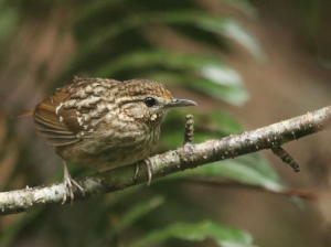 Eyebrowed Wren-Babbler, 纹胸鹪鹛, Napothera epilepidota-gallery-23