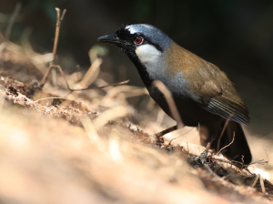 Black-throated Laughingthrush, 黑喉噪鹛, Pterorhinus chinensis-gallery-21