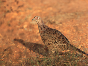 Common Pheasant, 雉鸡, Phasianus colchicus-gallery-14