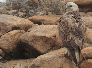 Long-legged Buzzard, 棕尾鵟, Buteo rufinus-gallery-7