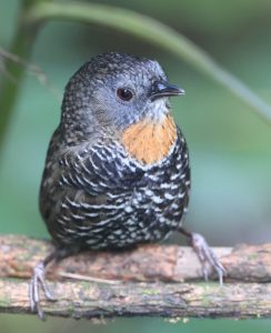 Mishmi Wren Babbler-gallery-2