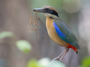 Mangrove Pitta, 红树八色鸫, Pitta megarhyncha-gallery-7