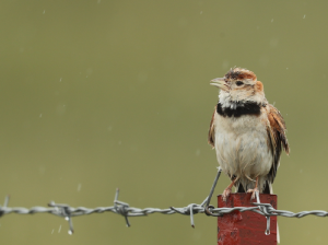 Mongolian Lark, 蒙古百灵, Melanocorypha mongolica-gallery-23