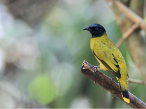 Black-headed Bulbul, 黑头鹎, Brachypodius melanocephalos-gallery-36